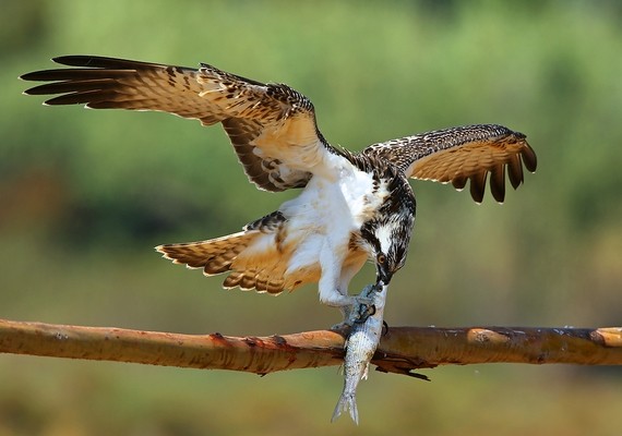 Balbuzard pêcheur © Aurélien Audevard