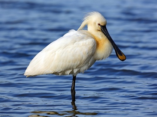 Spatule blanche © Aurélien Audevard