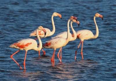 Flamants roses © Aurélien Audevard