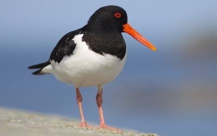 Huitrier pie © Aurelien Audevard