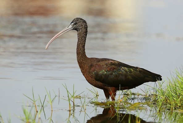 Ibis falcinelle © Aurélien Audevard