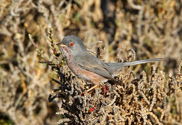 Fauvette pitchou  © Aurélien Audevard