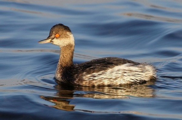 Grèbe à cou noir© Aurélien Audevard