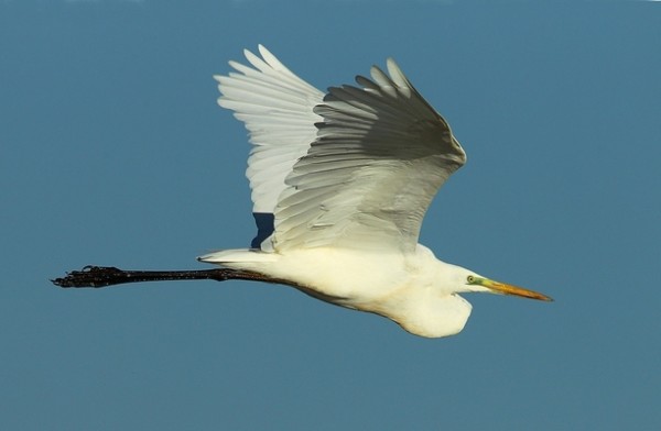 Grande aigrette © Aurélien Audevard