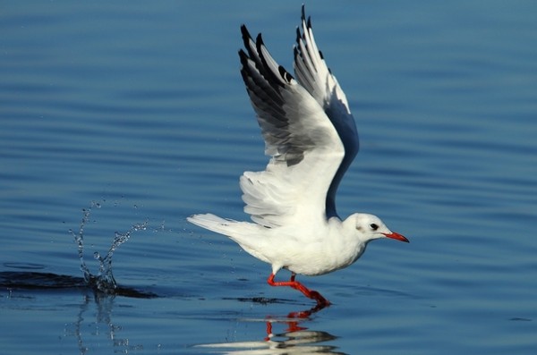 Mouette rieuse © Aurélien Audevard