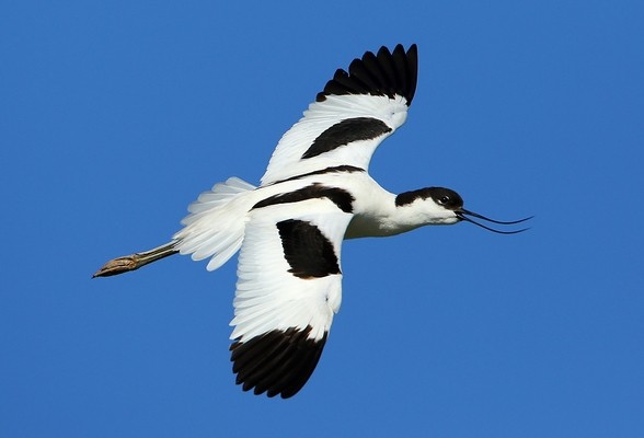 Avocette élégante © Aurélien Audevard