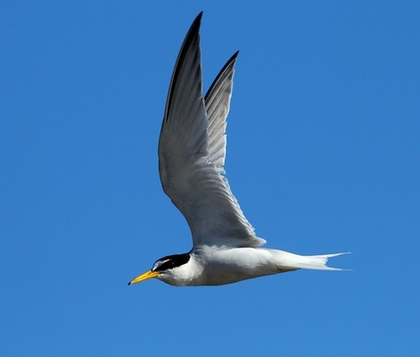 Sterne naine vol © Aurélien Audevard