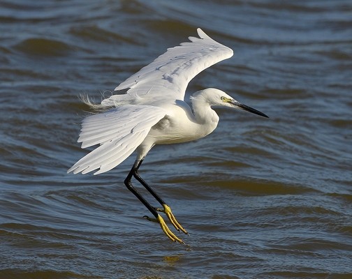 Aigrette garzette © Aurélien Audevard