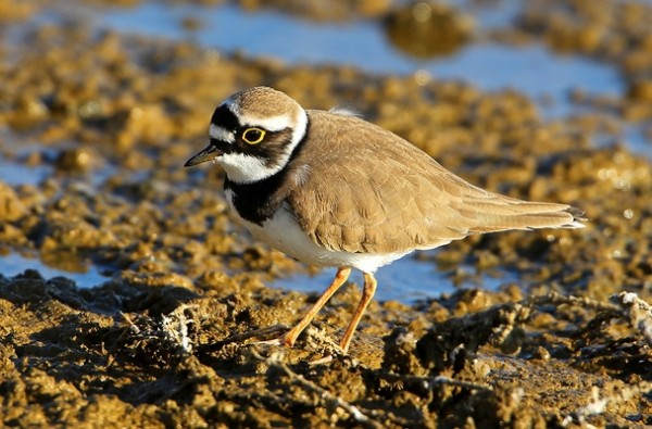 Petit gravelot © Aurélien Audevard