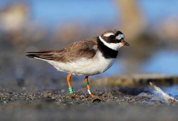 Grand gravelot © Aurélien Audevard