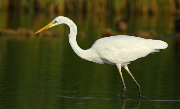 Grande aigrette © Aurélien Audevard