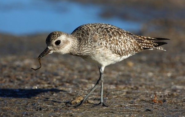 Pluvier argenté © Aurélien Audevard