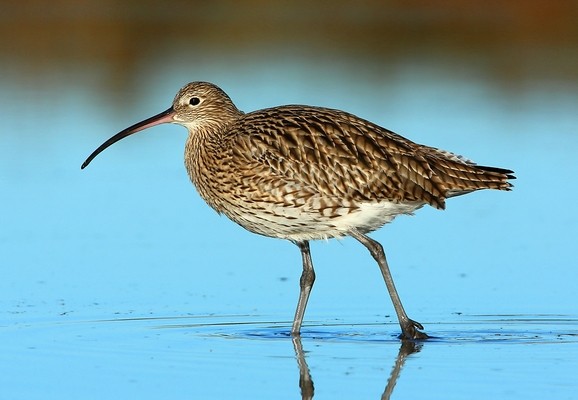 Courlis cendré © Aurélien Audevard