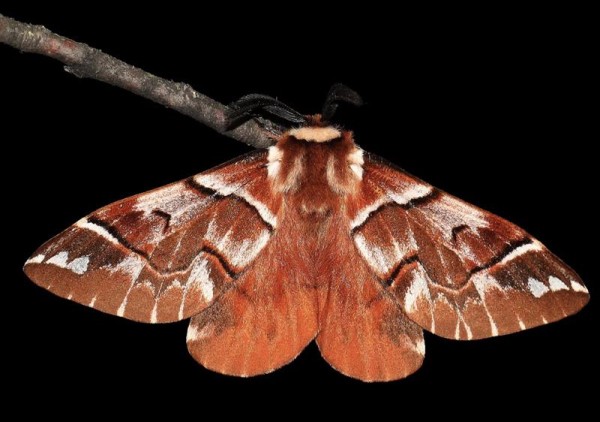 Alexandre Van der Yeught