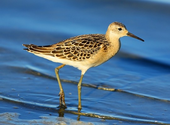 Combattant varié  © Aurélien Audevard