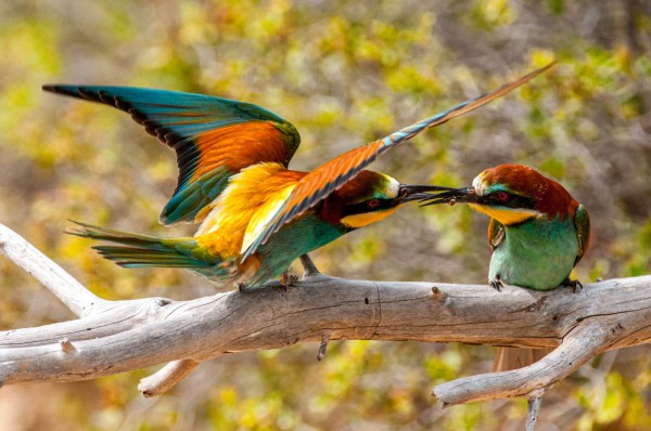 Guêpier (crédit photo Paul Wanko)