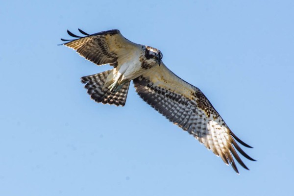 Balbuzard pêcheur (crédit photo Paul Wanko)
