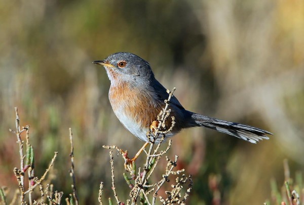Fauvette Pitchou. Photo Aurélien Audevard LPO PACA
