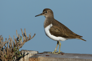 Chevalier Guignette - Aurélien Audevard