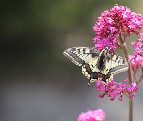 Machaon - Candy Bellon