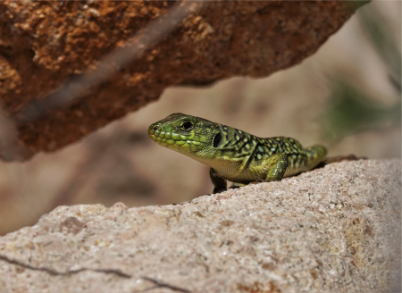 Lézard ocellé Nicolas Fuento