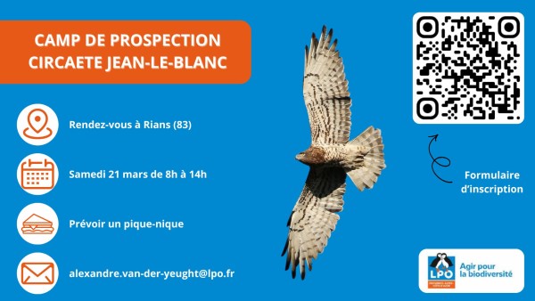 Circaète Jean-le-Blanc