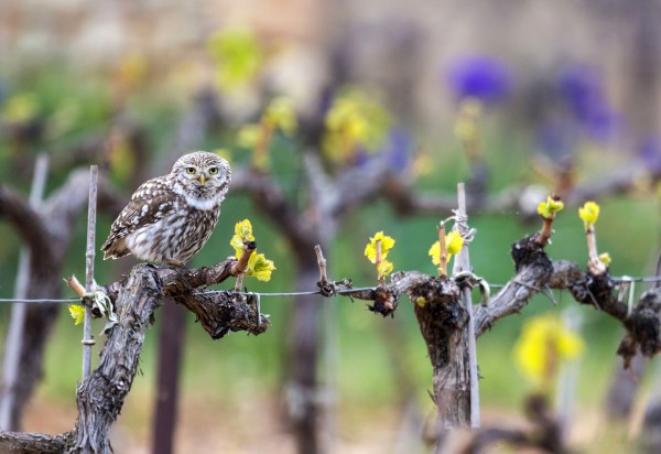 Chevêche d'Athéna ©Martin Steenhaut