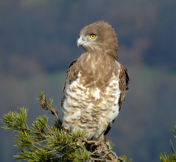 © Christian Aussaguel LPO PACA - Circaète Jean-le-blanc