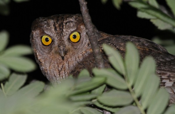 Petit duc scops (c) Sophie Mériotte