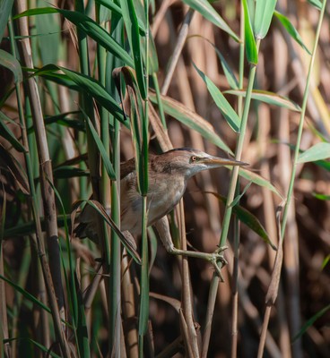 Blongios nain / Jesús Esteban San José