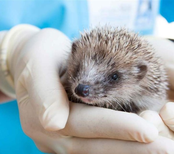 Hérisson d’Europe © Manon Jeanty  