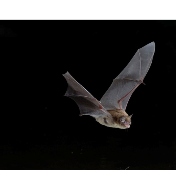 Murin de Daubenton ©Jean-Michel Bompar