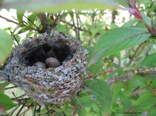 Nid de Pinson des arbres