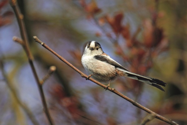 Mésange à longue queue © André Simon