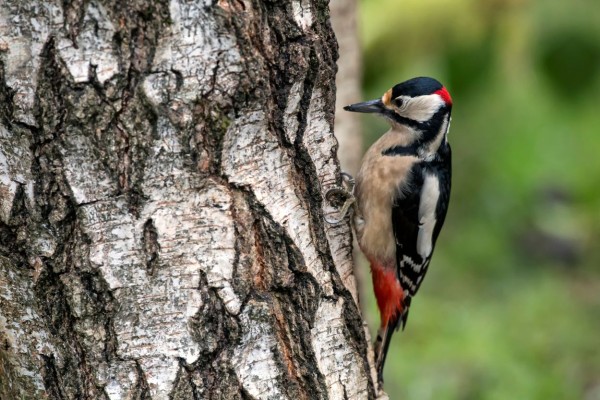 Pic épeiche © André Simon