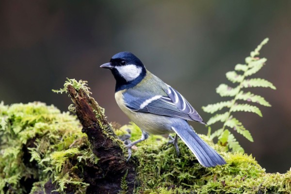 Mésange charbonnière © André Simon