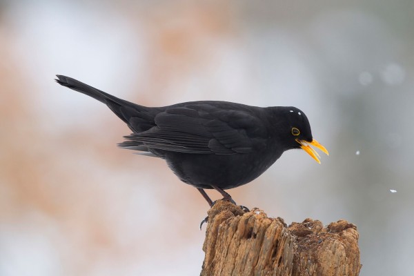 Merle noir © André Simon