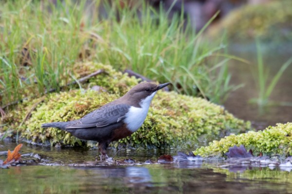 Cincle plongeur © Grégory Delaunay