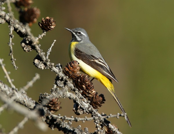 Bergeronnette des ruisseaux © Aurélien Audevard