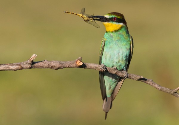 Guêpier d'Europe ©Martin Steenhaut