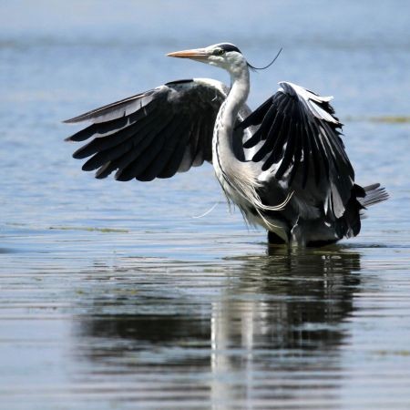 Héron cendré@Nicolas Méline