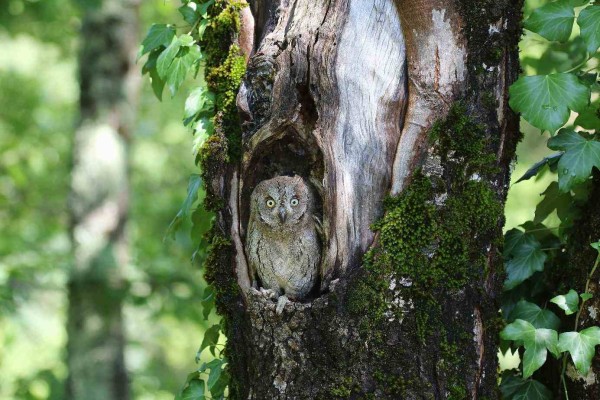 Petit-Duc scops – Norbert Chardon