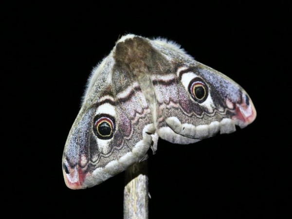 Petit Paon de nuit – Julien Buissart