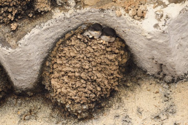 Hirondelle de fenêtre @Gregory Delaunay