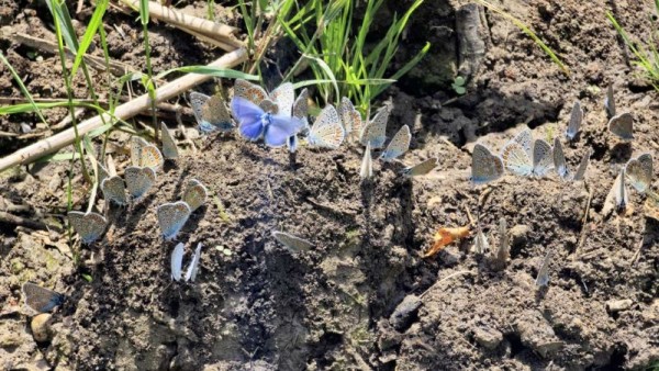 balade découverte insectes et papillons