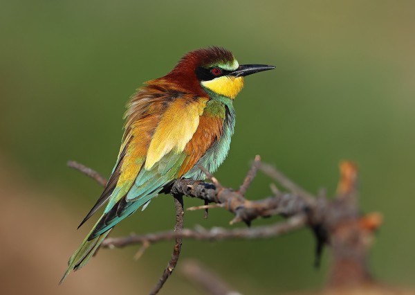 Guépier d'Europe, © Aurélien Audevard LPO PACA