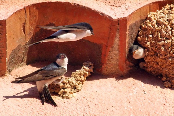 Hirondelles de fenêtre, photo François Grimal LPO PACA