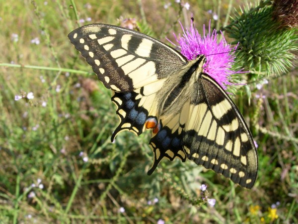 Machaon © Cécile Lemarchand