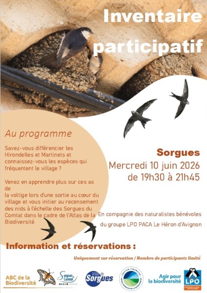 Hirondelles et martinets 10 juin à Sorgues