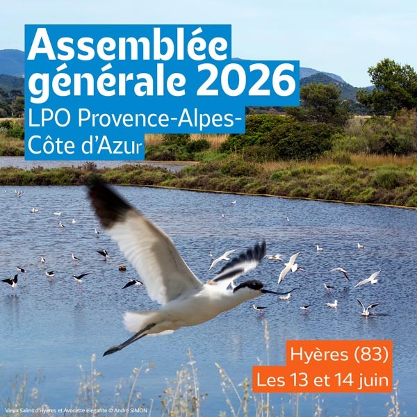 Avocette élégante et salins d'Hyères - André Simon